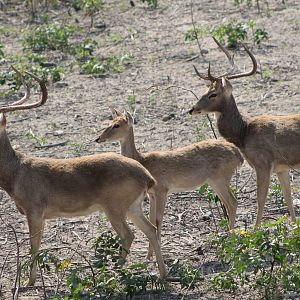 Elds Deer (Cervus eldii)