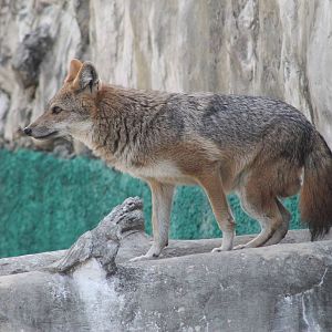 Golden Jackal (Canis aureus)