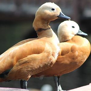 Ruddy Shelducks (Tadorna ferruginea)