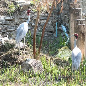 Sarus Crane pair (Grus antigone) at nest