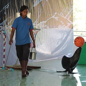 Patagonian Sealion (Otaria flavescens)