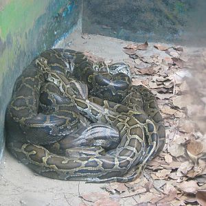 Burmese Python
