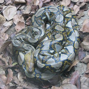 Reticulated Python