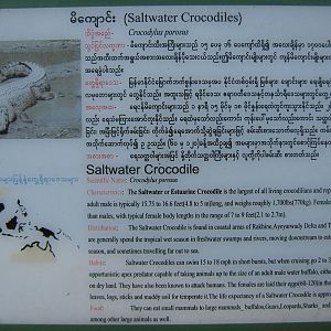 Saltwater Crocodile signage