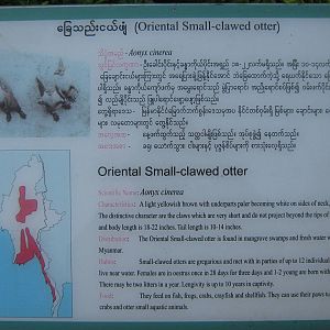 Small-clawed Otter signage
