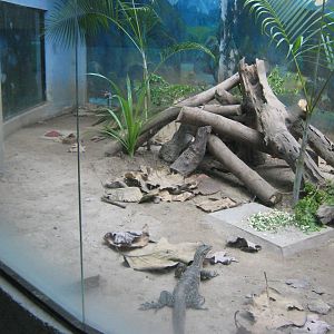 enclosure for Water Monitor (Varanus salvator)