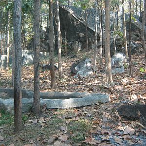 enclosure for (orange) tiger