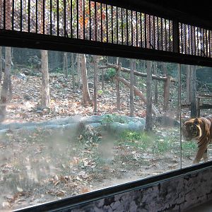 enclosure for (orange) tiger