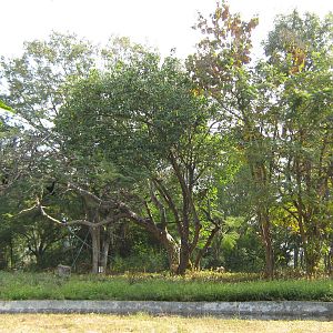 island for White-handed Gibbon (Hylobates lar)