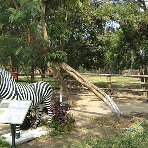 zebra statue
