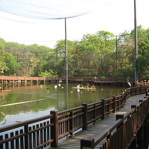 walk-through vulture aviary