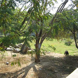 enclosure for Asiatic Black Bear (Ursus thibetanus)
