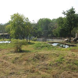 enclosure for Asiatic Black Bear (Ursus thibetanus)