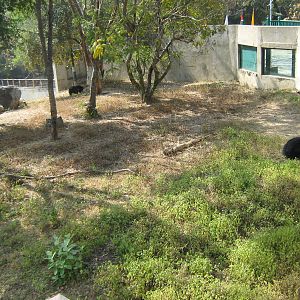 enclosure for Asiatic Black Bear (Ursus thibetanus)