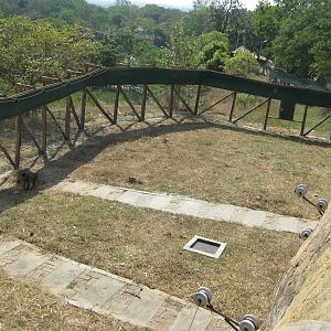 enclosure for Hamadryas Baboons