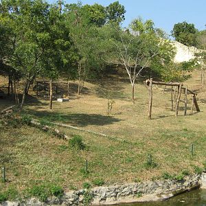 enclosure for African Lions