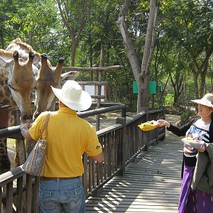 feeding giraffes
