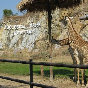 giraffe enclosure