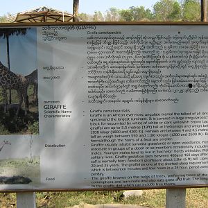 giraffe signage