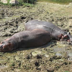 common hippos