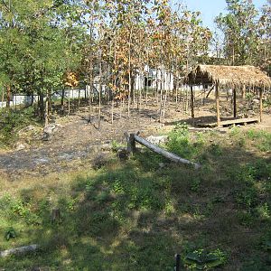 enclosure for white lions