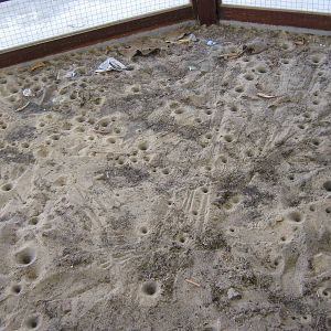 ant-lion pits