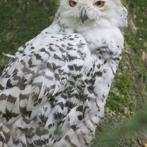 Snowy owl