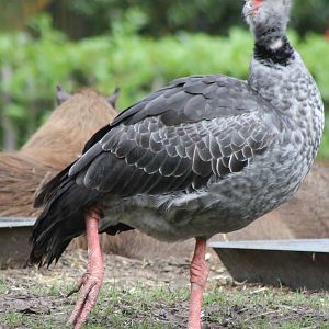 Crested screamer