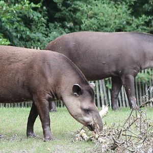 Lowland tapirs