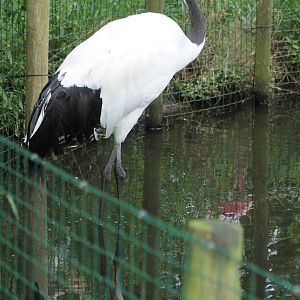 Red-crowned crane