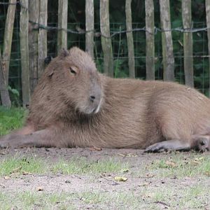 Capybara