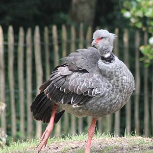 Crested screamer
