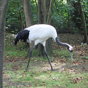 Red-crowned crane
