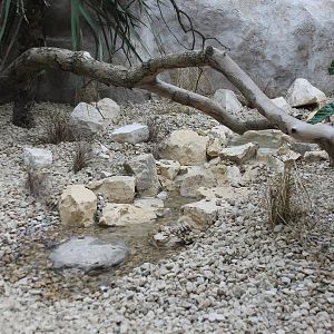 pool and stream Parrot Breeding Centre Chester Zoo 2015