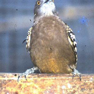 Hispaniolan woodpecker