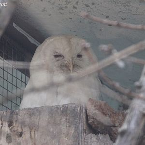 White Tawny Owl (Strix aluco), April 2011