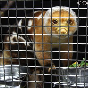Short-tailed Spotted Cuscus (Spilocuscus maculatus), female, August 2014