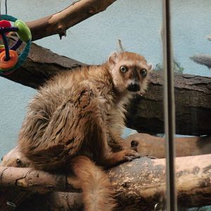 Blue-eyed black lemur at Philadelphia zoo 2015-03-08
