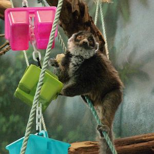 Mongoose lemur at Philadelphia zoo 2015-03-08