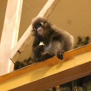 Spectacled langur at Philadelphia zoo 2015-03-08