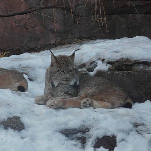 Canada lynx at Philadelphia zoo 2015-03-08