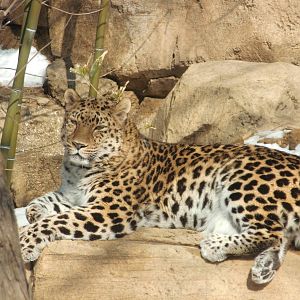 Amur leopard at Philadelphia zoo 2015-03-08