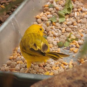 Saffron finch at Philadelphia zoo 2015-03-08