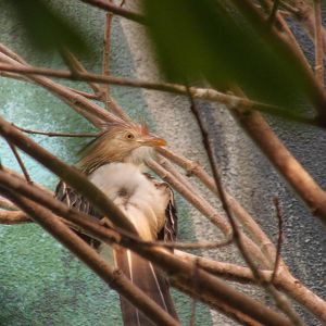 Guira cuckoo at Philadelphia zoo 2015-03-08