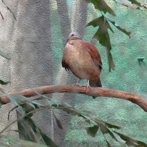 Chiriqui quail dove at Philadelphia zoo 2015-03-08