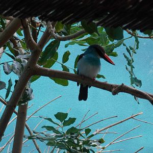 Blue-breasted kingfisher at Philadelphia zoo 2015-03-08