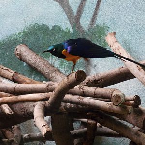 Golden-breasted starling at Philadelphia zoo 2015-03-08