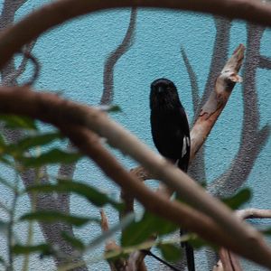 Magpie shrike at Philadelphia zoo 2015-03-08