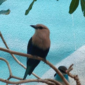 Blue-bellied roller at Philadelphia zoo 2015-03-08