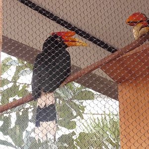 Rhinoceros hornbill at Philadelphia zoo 2015-03-08